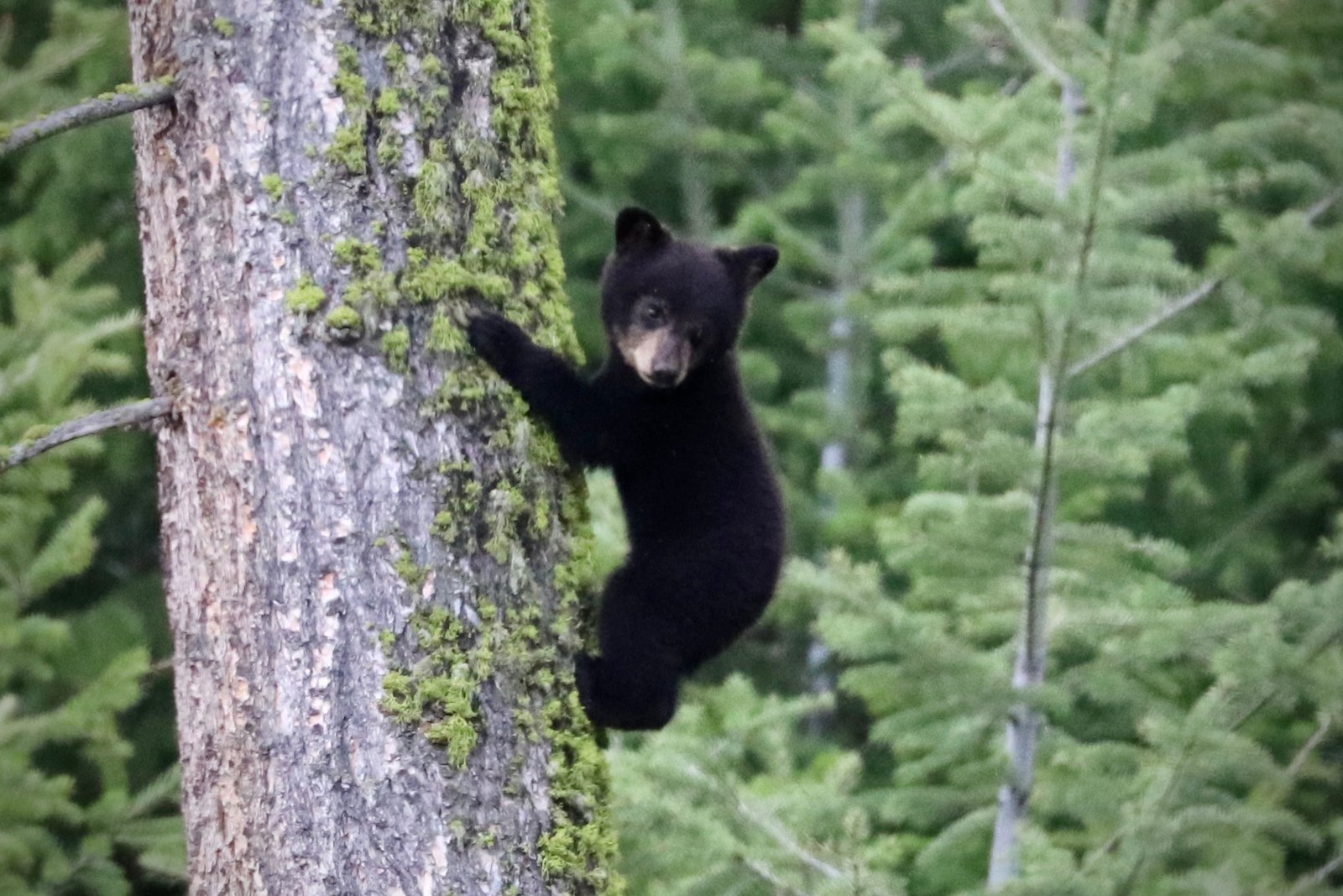 Black bear in a tree in Yellowstone