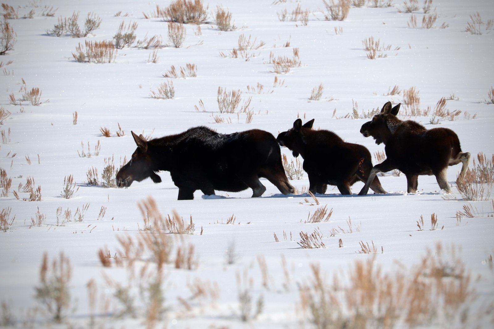 Family of moose in snow