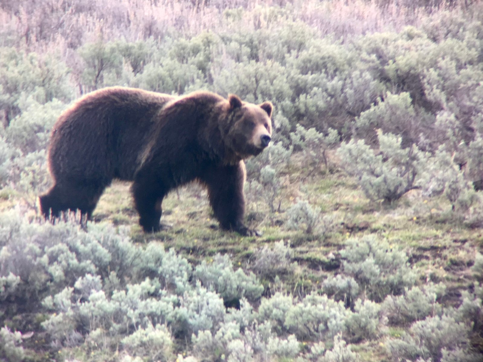 Grizzly bear in Lamar Valley