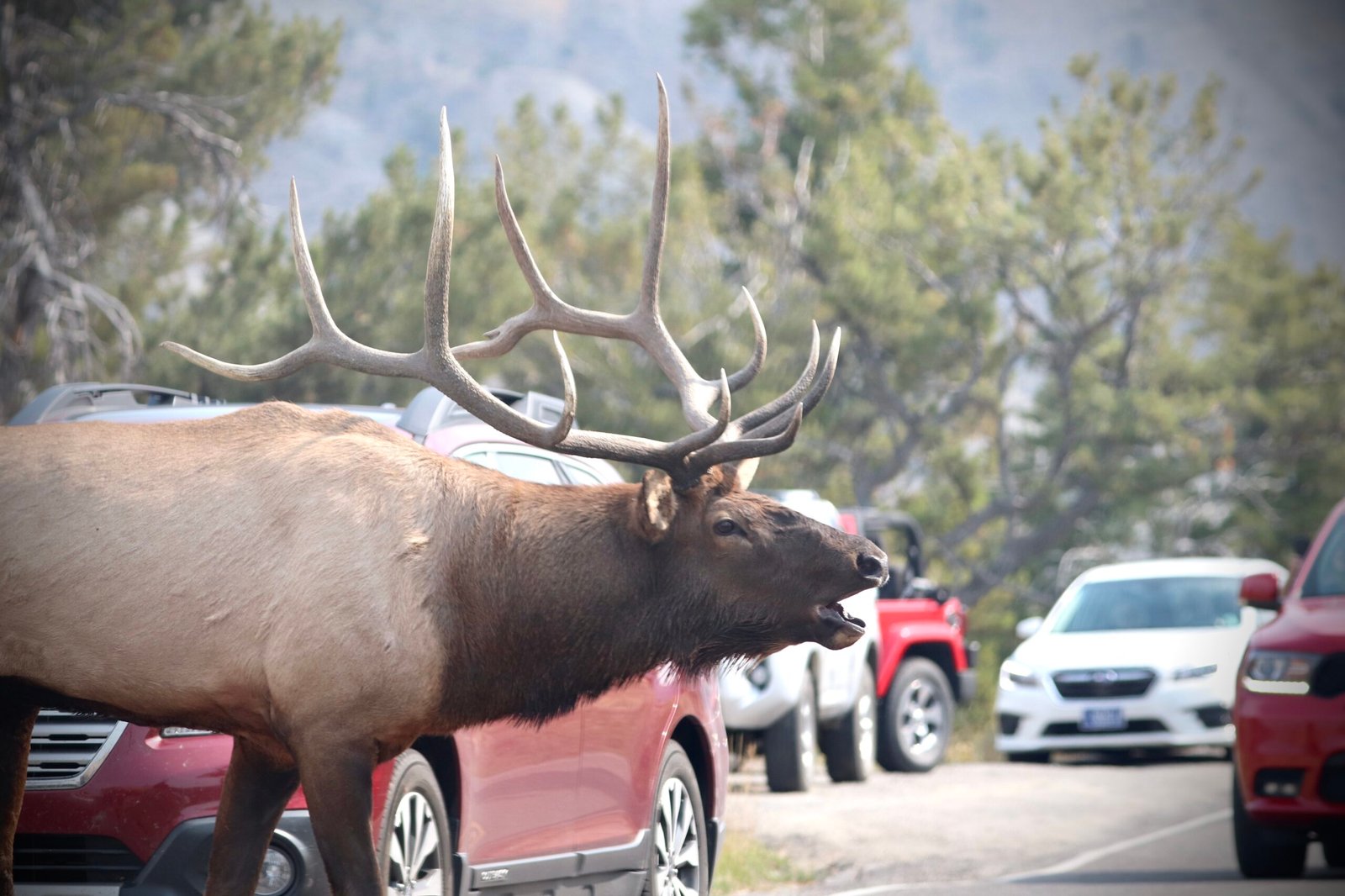 Elk in Yellowstone 