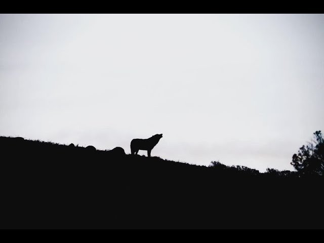 Yellowstone Wolf Howling