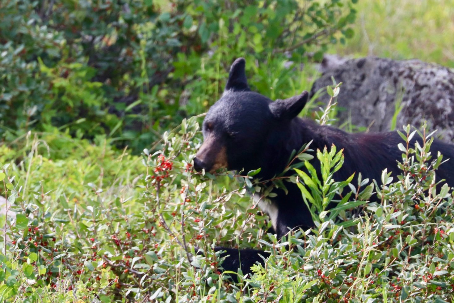 Black bear in bushes